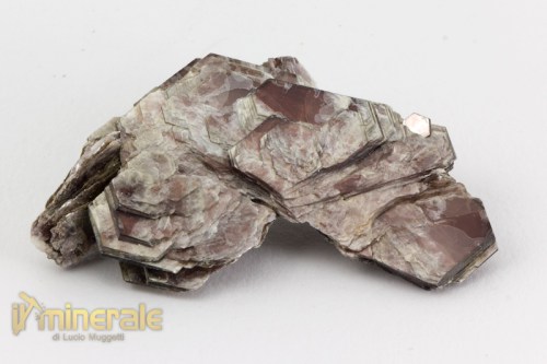 MN2374-3_minerali_collezione_silicati_mica_muscovite.logo