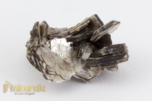 MN2375-2_minerali_collezione_silicati_mica_muscovite.logo