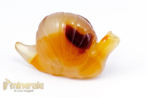 OG499-3_minerali_collezione_arredamento_oggetti_lavorati_incisioni_chiocciola_agata_corniola.logo