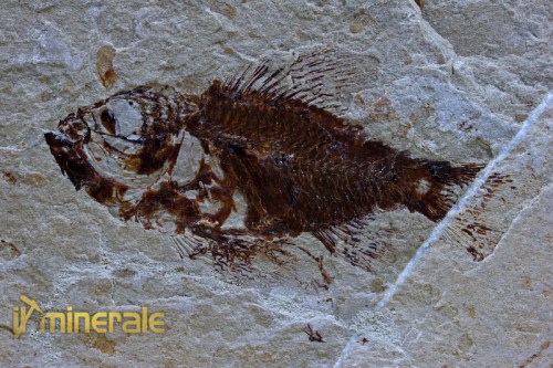 fs183-2_fossili_collezione_vertebrati_pesci_ctenothrissa_vexilifer_libano.logo