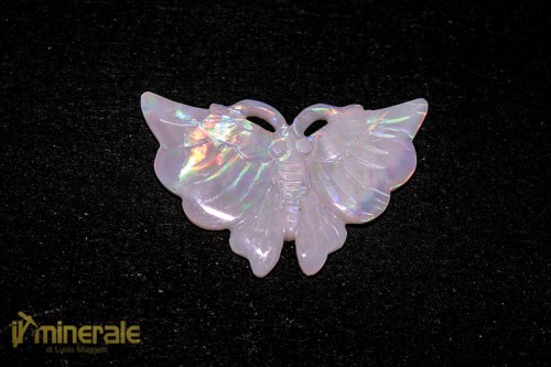 ge082_opale_nobile_farfalla_australia